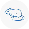 Rat Control Ramsgate