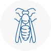 Ramsgate Wasp Nest Removal